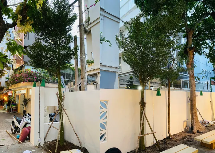 Cây Bàng Đài Loan Từ OnGreen – Giải Pháp Xanh Mát Cho Quán MATTE Matcha & Teabar