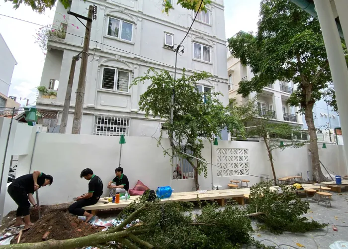 cay bang dai loan tu ongreen cho quan matte