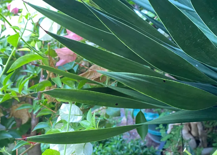 Cây Bị Rệp Vảy – Nguyên Nhân, Cách Nhận Biết Và Xử Lý Hiệu Quả