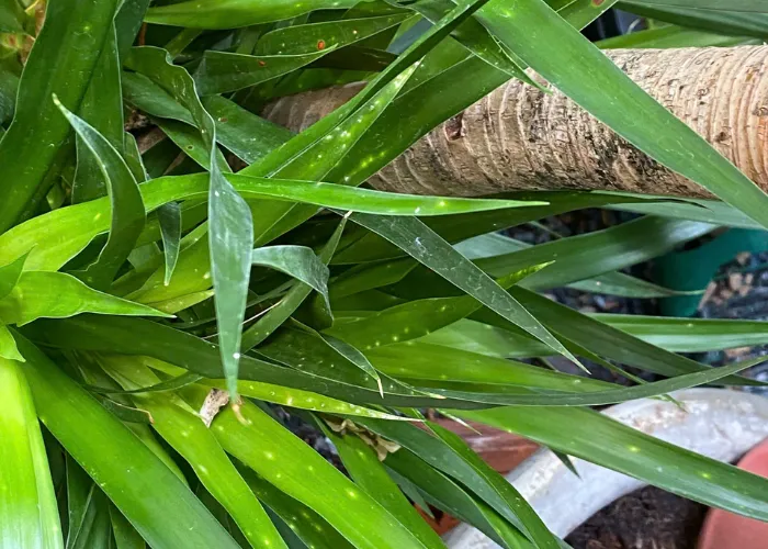 Cây Bị Rệp Vảy – Nguyên Nhân, Cách Nhận Biết Và Xử Lý Hiệu Quả
