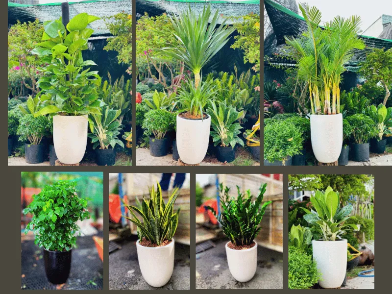Top 7 Loại Cây Cảnh Được Thuê Nhiều Nhất Trong Năm 2025