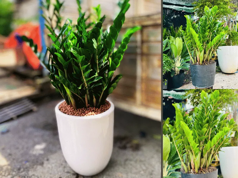 Top cây cảnh lọc không khí tốt nhất cho văn phòng và gia đình