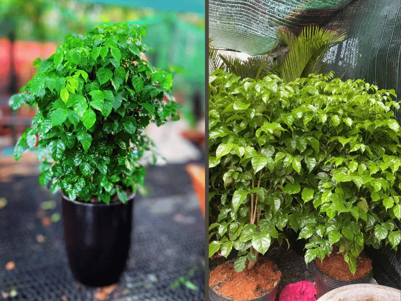 Top 7 Loại Cây Cảnh Được Thuê Nhiều Nhất Trong Năm 2025