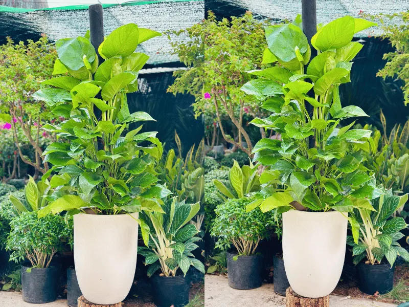 Top 7 Loại Cây Cảnh Được Thuê Nhiều Nhất Trong Năm 2025