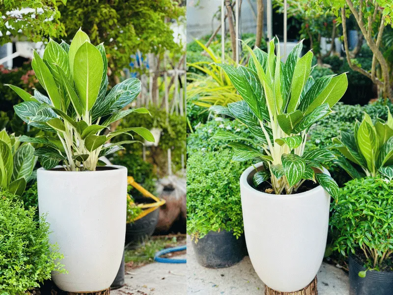 Top 7 Loại Cây Cảnh Được Thuê Nhiều Nhất Trong Năm 2025