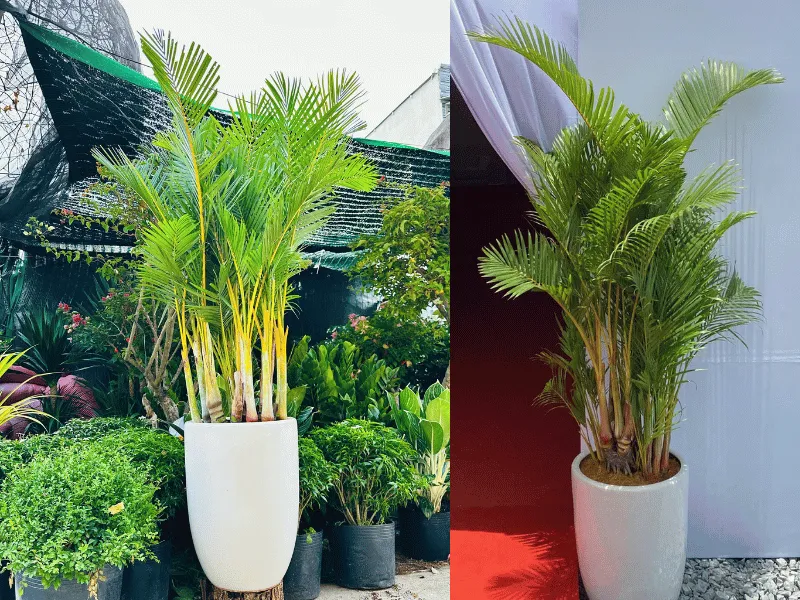 Top 7 Loại Cây Cảnh Được Thuê Nhiều Nhất Trong Năm 2025