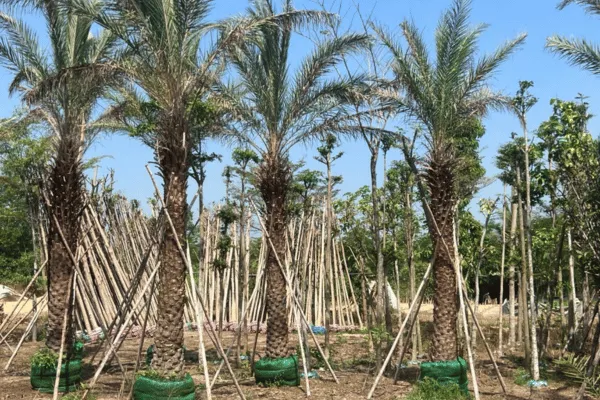 Cây Chà Là