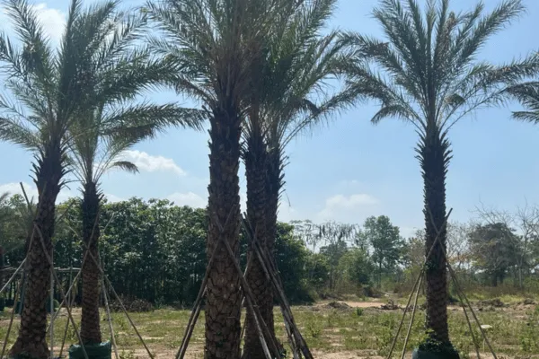 Cây Chà Là