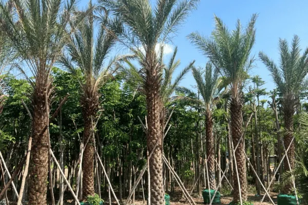 Cây Chà Là