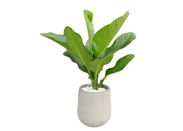 Cây Đại Phú Gia – Cây Phong Thủy Nội Thất Mang Tài Lộc Và May Mắn