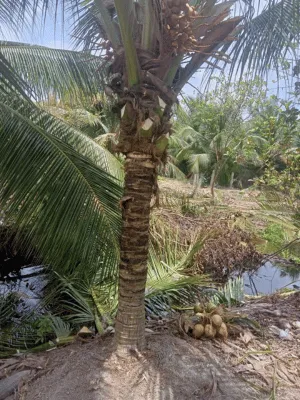 Hãy chọn cây dừa trồng công trình để vừa tạo điểm nhấn thiên nhiên, vừa sở hữu “nguồn nước sạch tại chỗ” tiện lợi. Cùng OnGreen mang lại không gian sống xanh – đẹp – bền vững cho năm 2025!