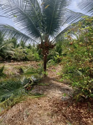 Hãy chọn cây dừa trồng công trình để vừa tạo điểm nhấn thiên nhiên, vừa sở hữu “nguồn nước sạch tại chỗ” tiện lợi. Cùng OnGreen mang lại không gian sống xanh – đẹp – bền vững cho năm 2025!