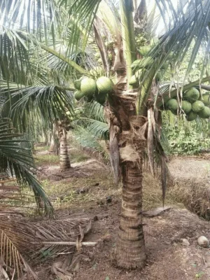 Hãy chọn cây dừa trồng công trình để vừa tạo điểm nhấn thiên nhiên, vừa sở hữu “nguồn nước sạch tại chỗ” tiện lợi. Cùng OnGreen mang lại không gian sống xanh – đẹp – bền vững cho năm 2025!