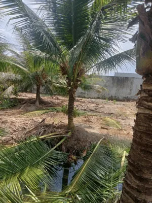 Hãy chọn cây dừa trồng công trình để vừa tạo điểm nhấn thiên nhiên, vừa sở hữu “nguồn nước sạch tại chỗ” tiện lợi. Cùng OnGreen mang lại không gian sống xanh – đẹp – bền vững cho năm 2025!