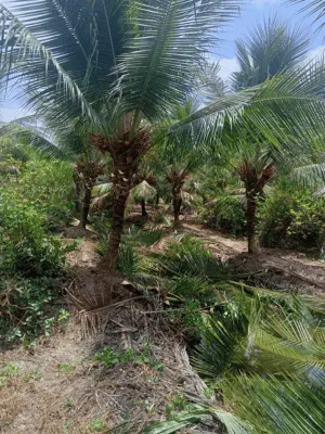 Hãy chọn cây dừa trồng công trình để vừa tạo điểm nhấn thiên nhiên, vừa sở hữu “nguồn nước sạch tại chỗ” tiện lợi. Cùng OnGreen mang lại không gian sống xanh – đẹp – bền vững cho năm 2025! 