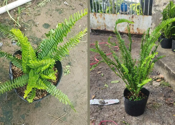 Lựa Chọn Xanh Cho Cảnh Quan Thiên Nhiên Thư Giãn