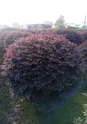 Cây Hồng Phụng – Cây Kiểng Lá Màu Nổi Bật Trang Trí Đẹp Mắt
