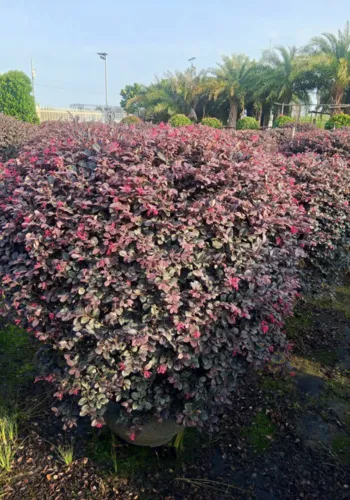 Cây Hồng Phụng – Cây Kiểng Lá Màu Nổi Bật Trang Trí Đẹp Mắt