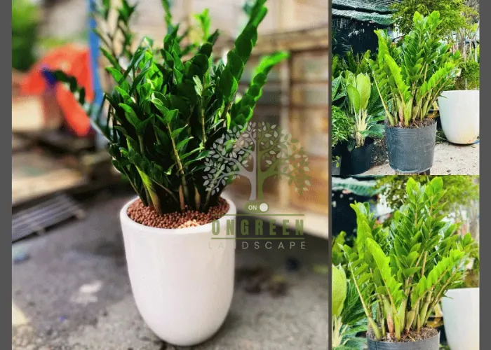 Cây Kim Tiền Nội Thất – Cây Phong Thủy Hút Lộc Được Yêu Thích 2025