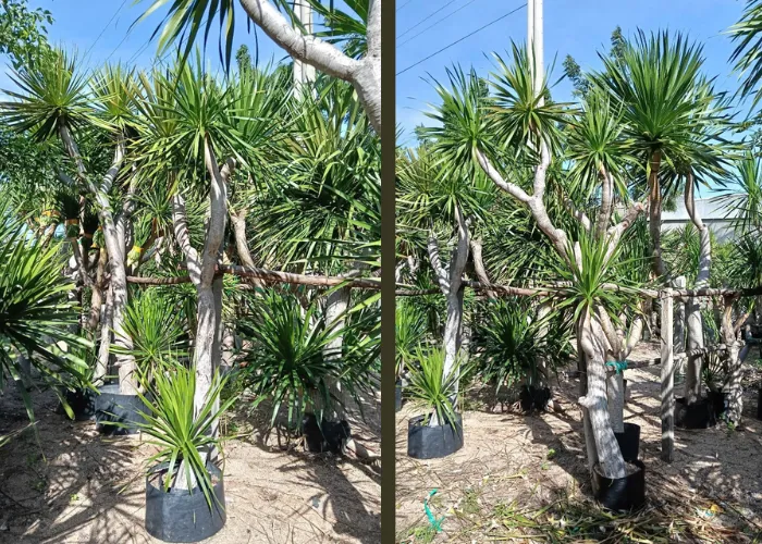 Phát Tài Núi: Điểm Nhấn Không Gian Đơn Giản Nhưng Lại Tinh Tế
