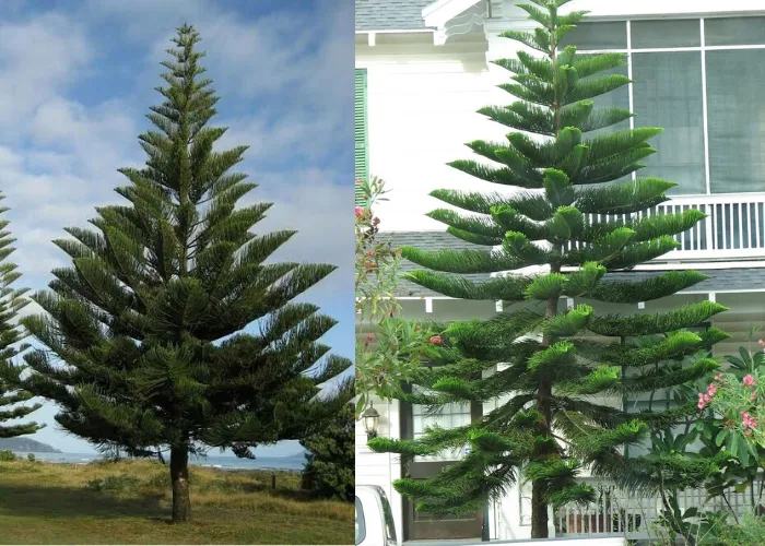 Cây Tùng Bách Tán – Cây Công Trình Đẹp, Dễ Chăm, Giá Hợp Lý 2025