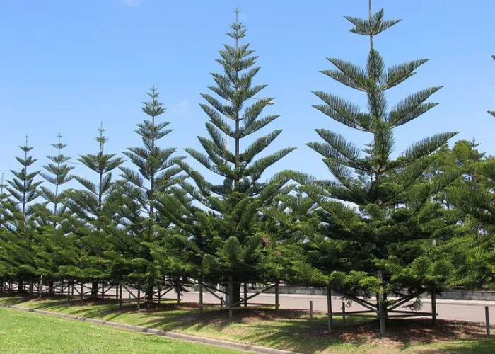 Cây Tùng Bách Tán – Cây Công Trình Đẹp, Dễ Chăm, Giá Hợp Lý 2025