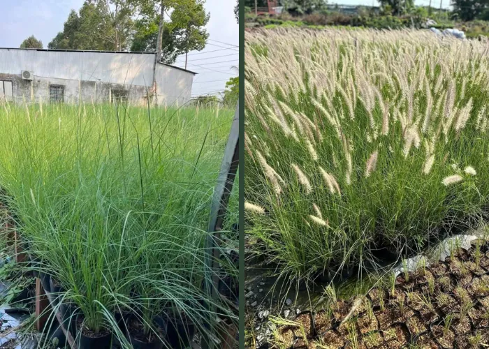 Cỏ Bông Lau – Vẻ Đẹp Tự Nhiên Trong Trang Trí Cảnh Quan & Sự Kiện