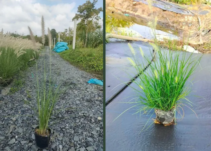 Cỏ Bông Lau – Vẻ Đẹp Tự Nhiên Trong Trang Trí Cảnh Quan & Sự Kiện