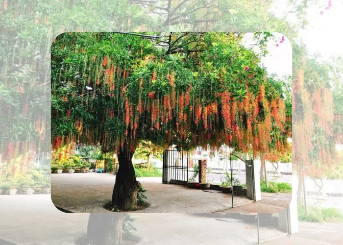 Dưới Tán Cây Lộc Vừng – Nơi Bóng Mát Trú Ẩn An Yên Những Đô Thị