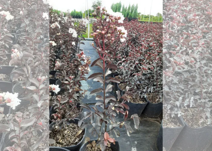 Hoa Tường Vi Có Bao Nhiêu Màu Phổ Biến? Ý Nghĩa Mỗi Màu Hoa Trong Phong Thủy
