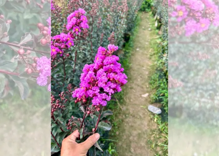 Hoa Tường Vi Có Bao Nhiêu Màu Phổ Biến? Ý Nghĩa Mỗi Màu Hoa Trong Phong Thủy