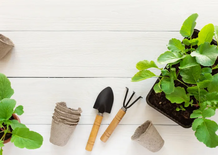 Hướng Dẫn 5 Bước Thay Chậu Cho Cây Nội Thất Đúng Cách