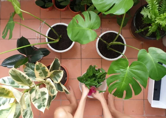 7 Nguyên Nhân Khiến Cây Để Bàn Không Phát Triển