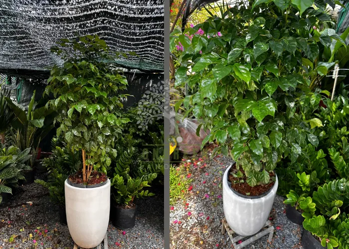 Lý Do Nên Có Một Chậu Cây Hạnh Phúc Trồng Trong Nhà – Vừa Đẹp Vừa Hợp Phong Thủy Năm 2025