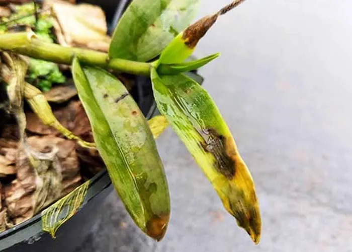 Mẹo thoát nước nhanh cho chậu cây trong mùa mưa kéo dài