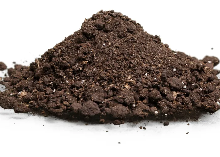 Mẹo thoát nước nhanh cho chậu cây trong mùa mưa kéo dài