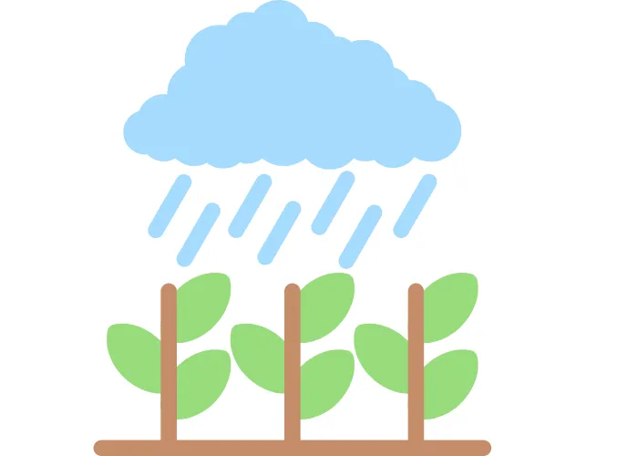 Mẹo thoát nước nhanh cho chậu cây trong mùa mưa kéo dài