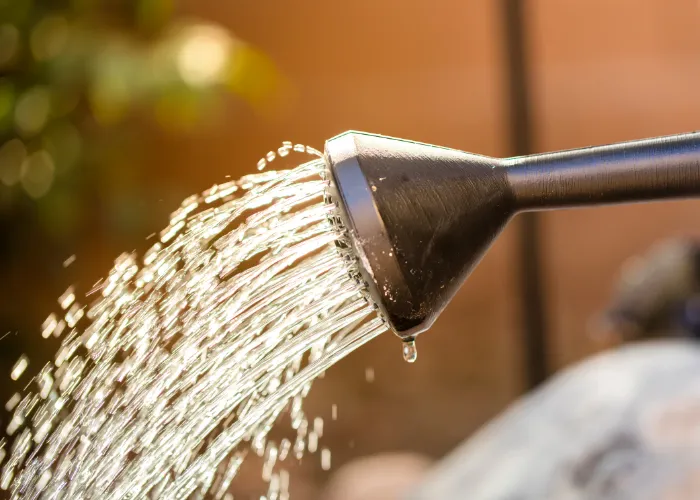 Mẹo Trồng Cây Tuyết Sơn Phi Hồng Giữ Lá Xanh, Hoa Tím Quanh Năm
