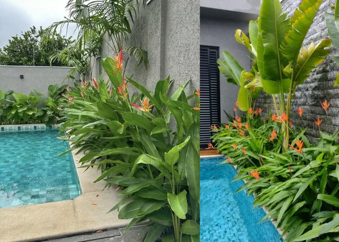 Mua Chuối Mỏ Két Giá Tốt Tại TP.HCM – Giao Hàng Tận Nơi