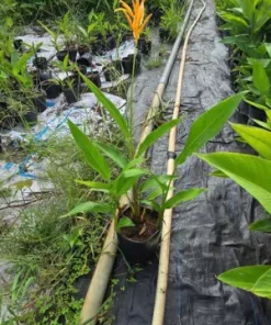 Mua Chuối Mỏ Két Giá Tốt Tại TP.HCM – Giao Hàng Tận Nơi