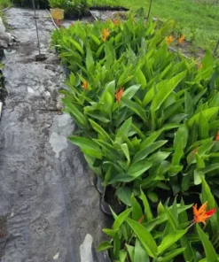Mua Chuối Mỏ Két Giá Tốt Tại TP.HCM – Giao Hàng Tận Nơi