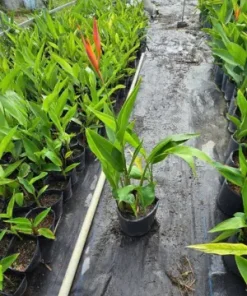 Mua Chuối Mỏ Két Giá Tốt Tại TP.HCM – Giao Hàng Tận Nơi