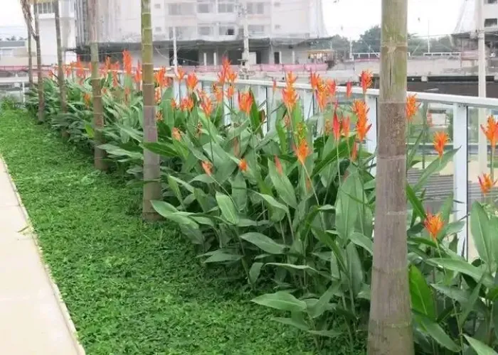 Mua Chuối Mỏ Két Giá Tốt Tại TP.HCM – Giao Hàng Tận Nơi