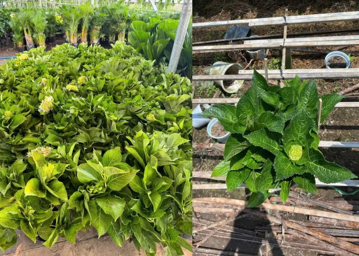 Mua Hoa Cẩm Tú Cầu Ở Thủ Đức – Đa Màu Sắc, Giao Nhanh Tận Nơi