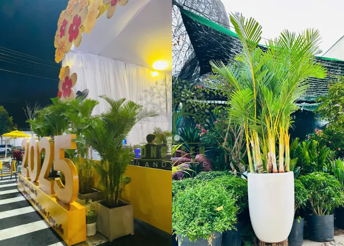 ONGREEN – Đơn vị cho thuê cây cau vàng giá rẻ phù hợp mọi quy mô sự kiện từ nhỏ đến lớn năm 2025