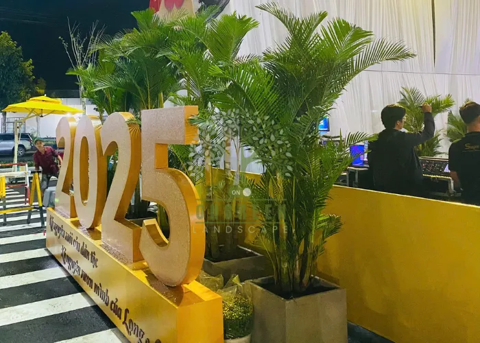 ONGREEN – Đơn vị cho thuê cây cau vàng giá rẻ phù hợp mọi quy mô sự kiện từ nhỏ đến lớn năm 2025
