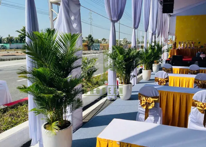 ONGREEN – Đơn vị cho thuê cây cau vàng giá rẻ phù hợp mọi quy mô sự kiện từ nhỏ đến lớn năm 2025