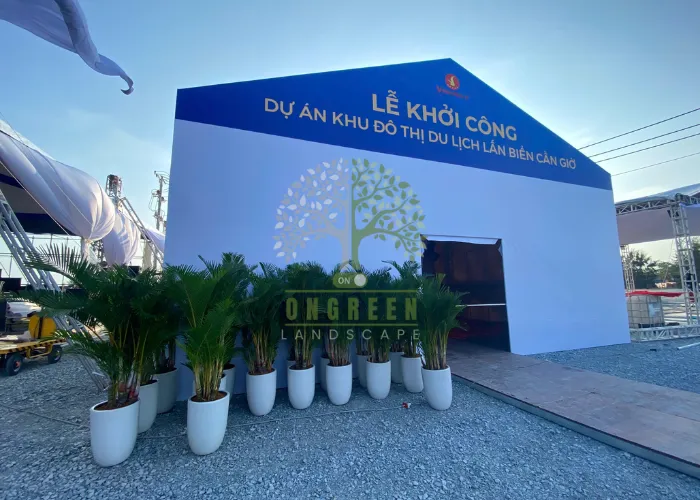 ONGREEN – Đơn vị cho thuê cây cau vàng giá rẻ phù hợp mọi quy mô sự kiện từ nhỏ đến lớn năm 2025