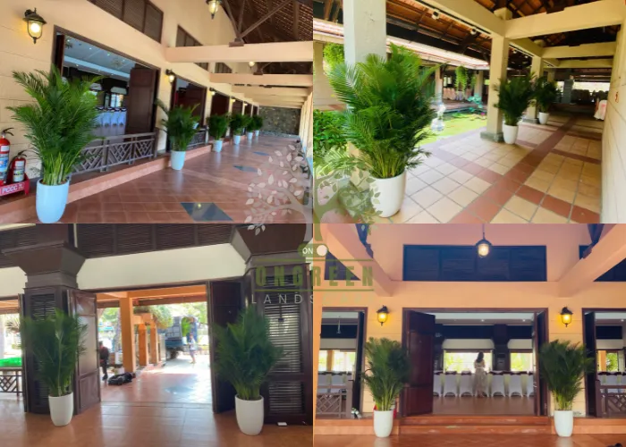 ONGREEN – Đơn vị cho thuê cây cau vàng giá rẻ phù hợp mọi quy mô sự kiện từ nhỏ đến lớn năm 2025