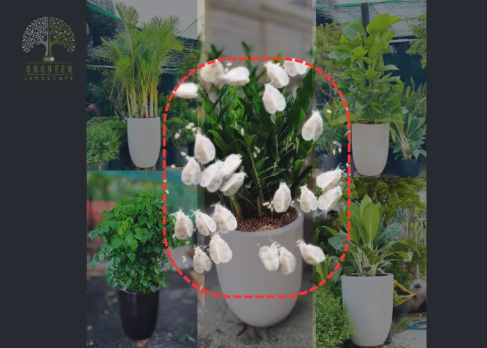 Top 5 Loại Cây Cảnh Dễ Bị Rệp Trắng – Tránh Ngay Những Sai Lầm Phổ Biến